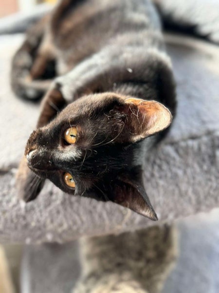 Rescue Kitten Spunky Carousel 2