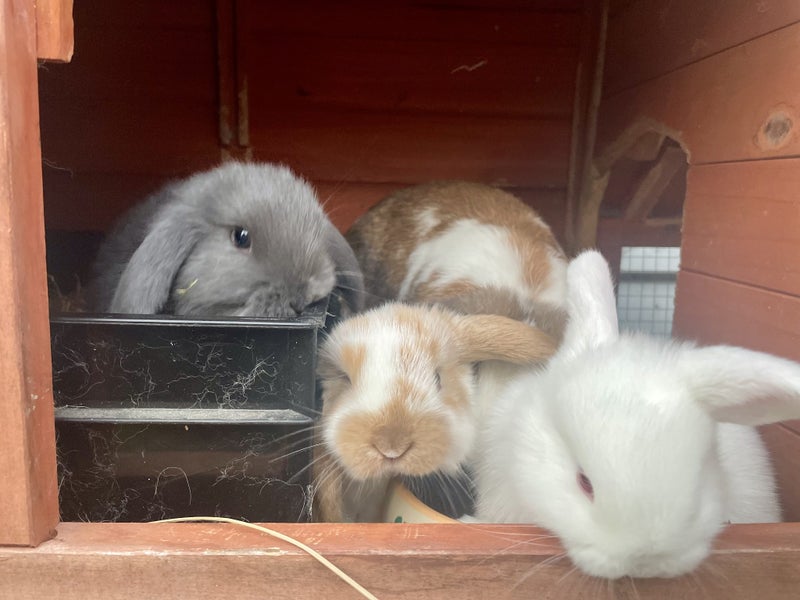 Mini lop bunny Carousel 8