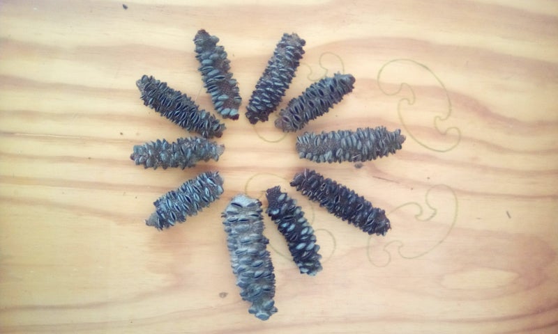 20 Banksia Seed Heads for Floral work , or Arts and Crafts Carousel 1