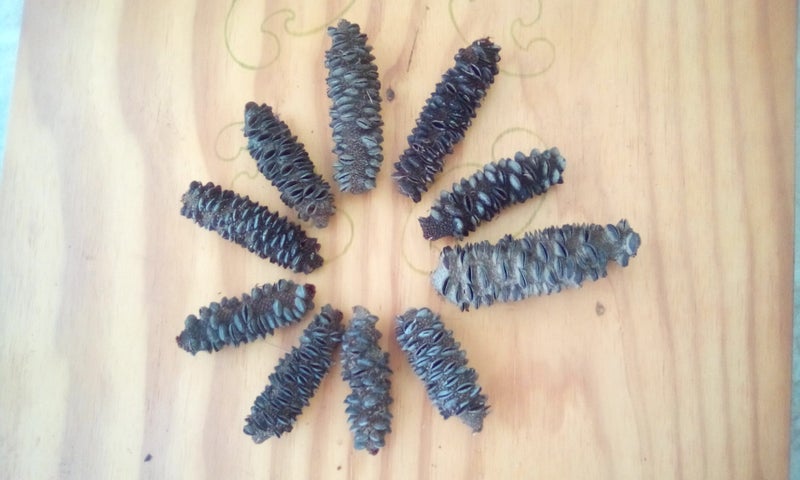 20 Banksia Seed Heads for Floral work , or Arts and Crafts Carousel 2
