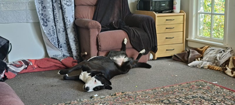 Jax and Oreo need loving new homes. Carousel 2