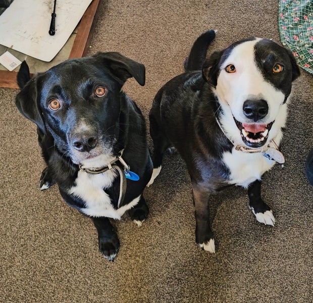 Jax and Oreo need loving new homes. Carousel 1