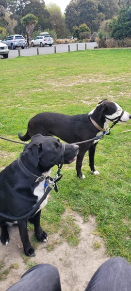 Jax and Oreo need loving new homes. Carousel 18
