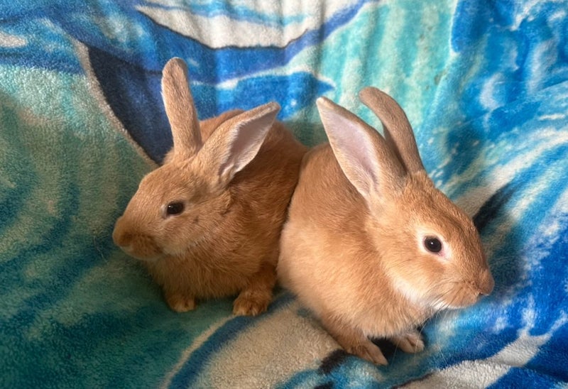 Flemish giant Rabbits for sale Carousel 8