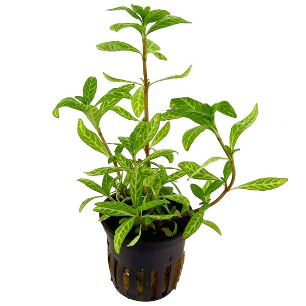 Dwarf Varigated Hygrophila (Hygrophila Polysperma Rosanervis) Carousel 1