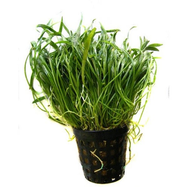 Zealandia Chain Sword (Lilaeopsis novae-zelandiae) Carousel 1
