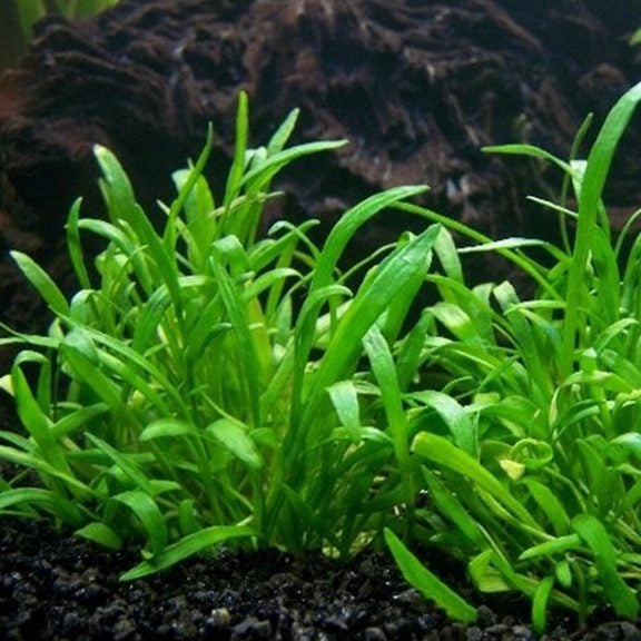 Zealandia Chain Sword (Lilaeopsis novae-zelandiae) Carousel 2