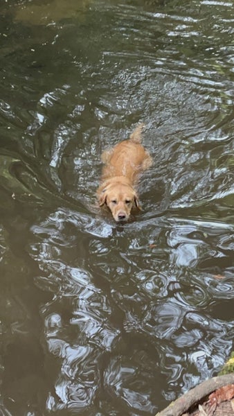 Stud Purebred yellow (fox red) Labrador - working lines Carousel 4