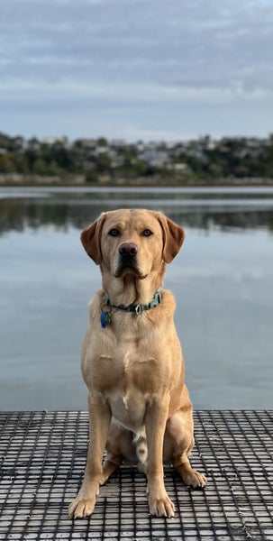 Stud Purebred yellow (fox red) Labrador - working lines Carousel 1