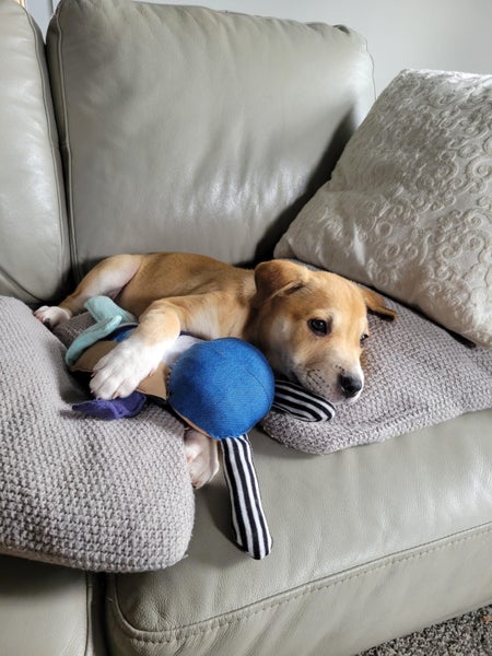 Bonnie (Ellie's Canine Rescue & Rehome) Carousel 13