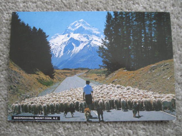 Mount Cook Sheepdroving Postcard Carousel 1