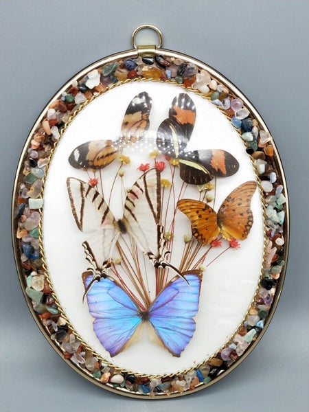 Vintage Taxidermy Real Butterfly Display In Convex Glass Display Carousel 6