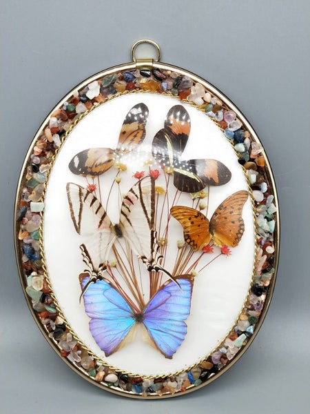 Vintage Taxidermy Real Butterfly Display In Convex Glass Display Carousel 1