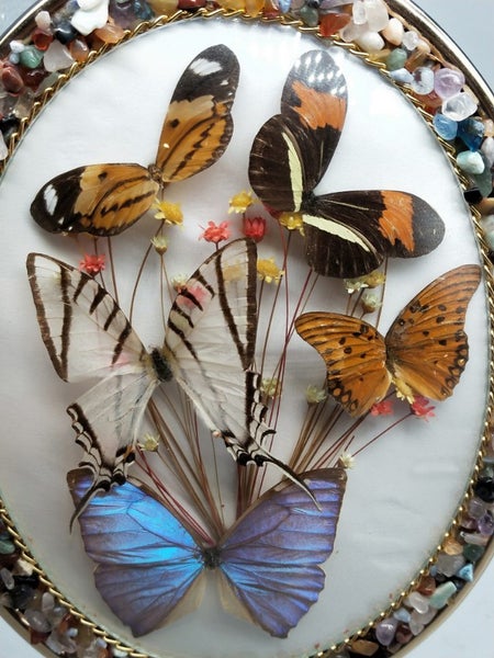 Vintage Taxidermy Real Butterfly Display In Convex Glass Display Carousel 2