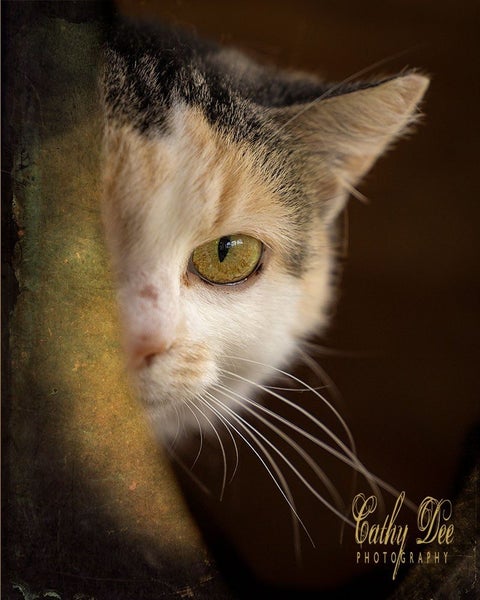 Outdoor / Barn Homes Needed - Fern needs a home! Carousel 1