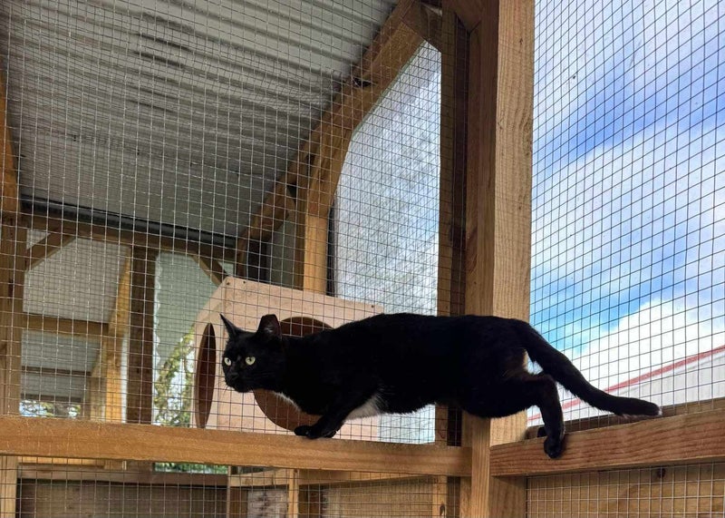 Outdoor / Barn Homes Needed - We need a home! Carousel 2