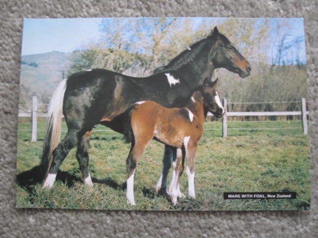 Horse Mare With Foal Postcard Carousel 1