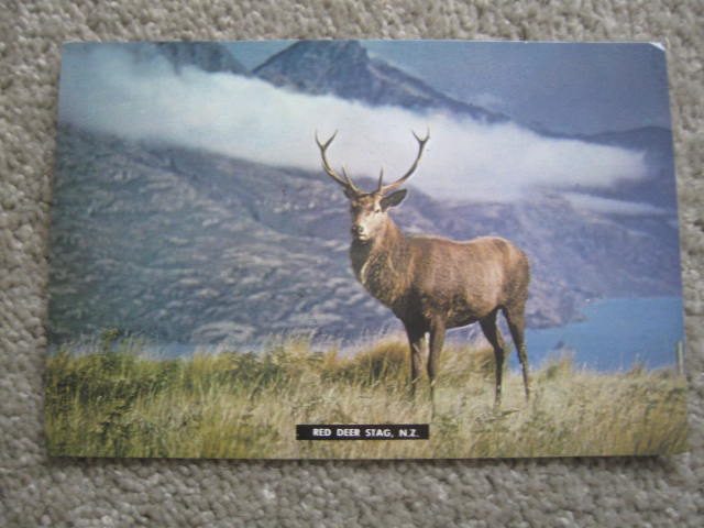 Red Deer Stag Postcard Carousel 1