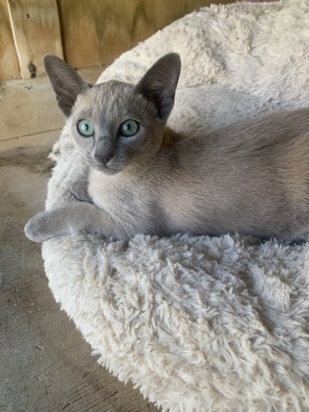 Tonkinese kittens Carousel 1