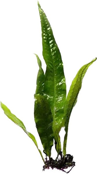Java Fern Carousel 1