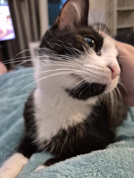 Houddana - black & white girl available for adoption. Carousel 2