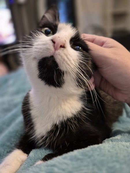 Houddana - black & white girl available for adoption. Carousel 1