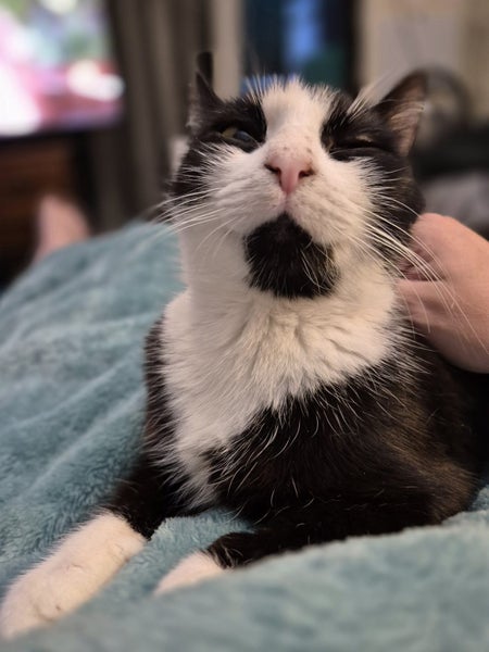 Houddana - black & white girl available for adoption. Carousel 18