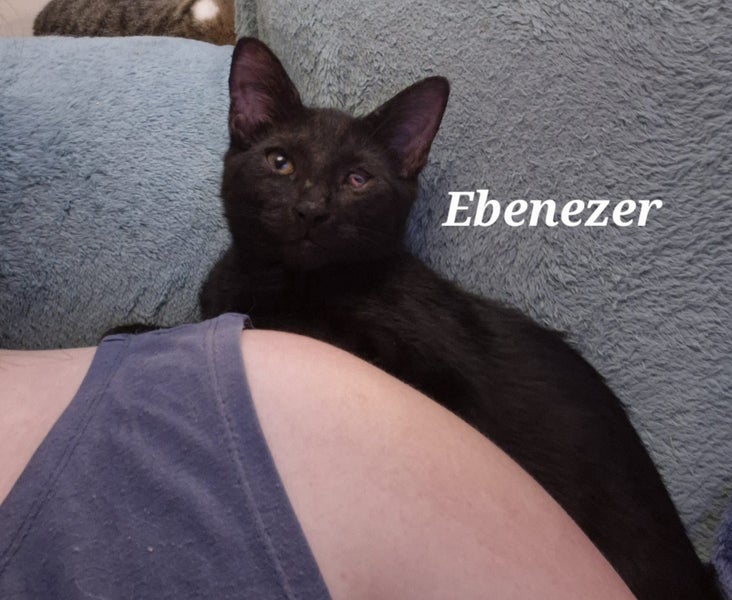 Ebenezer - special home needed - indoor only (with catio) Carousel 1