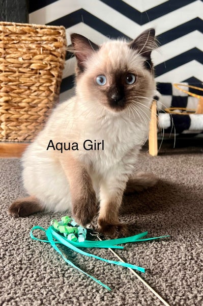 Purebred Ragdoll Kittens Carousel 1