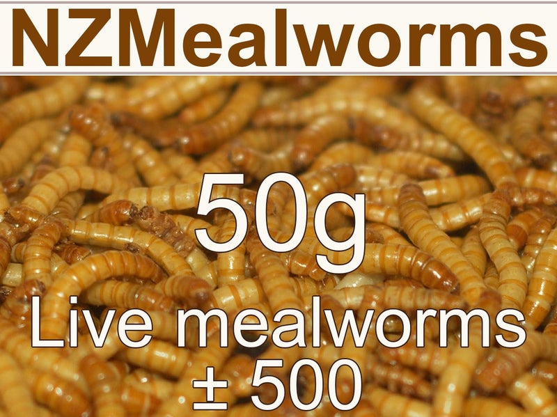 Alive Mealworms 50g Carousel 1