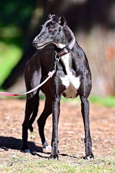 Sharri- Stunning Cat Trainable Greyhound Girl Carousel 4