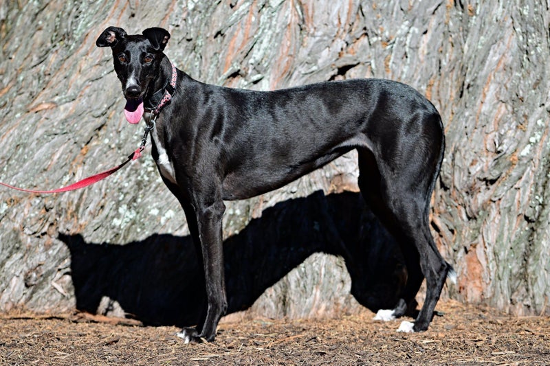 Sharri- Stunning Cat Trainable Greyhound Girl Carousel 1