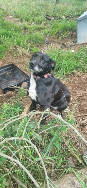 Beautiful old girl looking for fireside comfy home Carousel 1