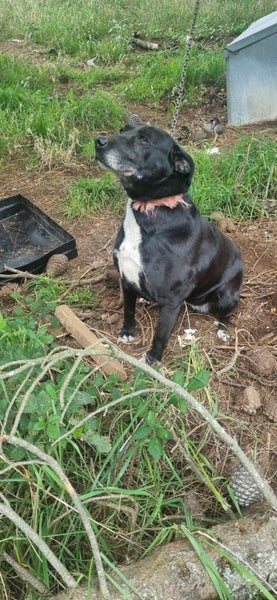 Beautiful old girl looking for fireside comfy home Carousel 2