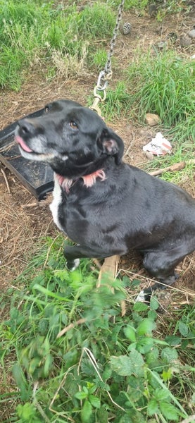 Beautiful old girl looking for fireside comfy home Carousel 6