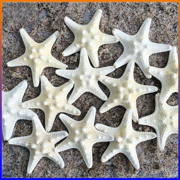 10Pcs Dried Starfish Beach Craft Wedding Party Home Decor Hanging Ornaments Carousel 1