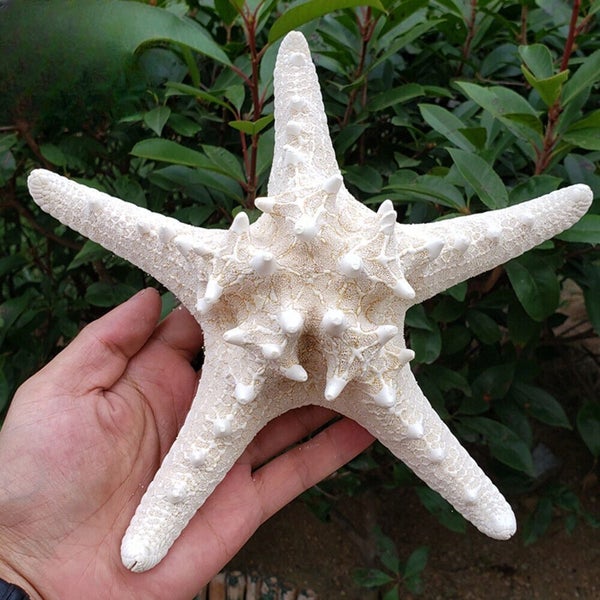 10Pcs Dried Starfish Beach Craft Wedding Party Home Decor Hanging Ornaments Carousel 2
