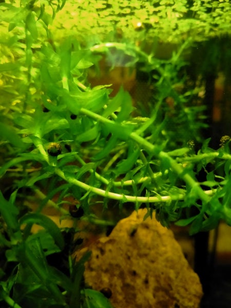 Elodea Canadensis - Water Thyme x 3 Carousel 1