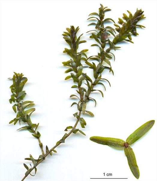 Elodea Canadensis - Water Thyme x 3 Carousel 2