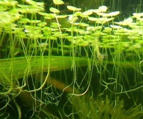 Lemna minor - Duckweed Carousel 1