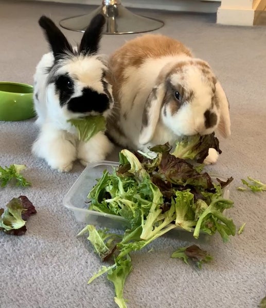 Bonded bunny pair minilop and angora cross Carousel 1