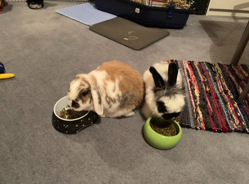 Bonded bunny pair minilop and angora cross Carousel 2