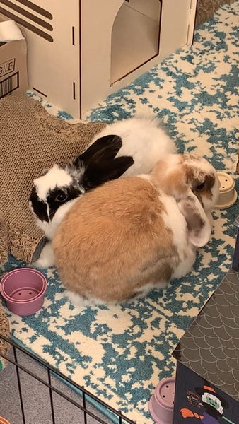 Bonded bunny pair minilop and angora cross Carousel 9