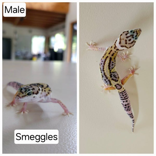 Baby Leopard Geckos Carousel 1