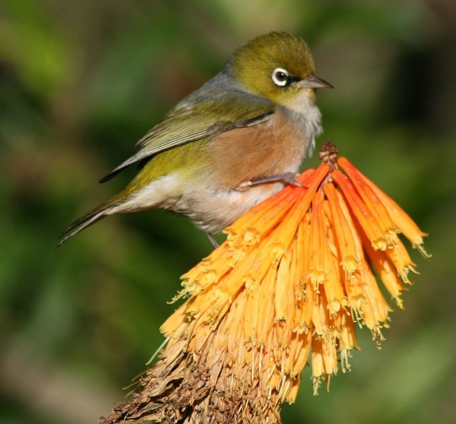 WORKSHOP PLANTING FOR BIRDS & BEES - OCT25 Carousel 1