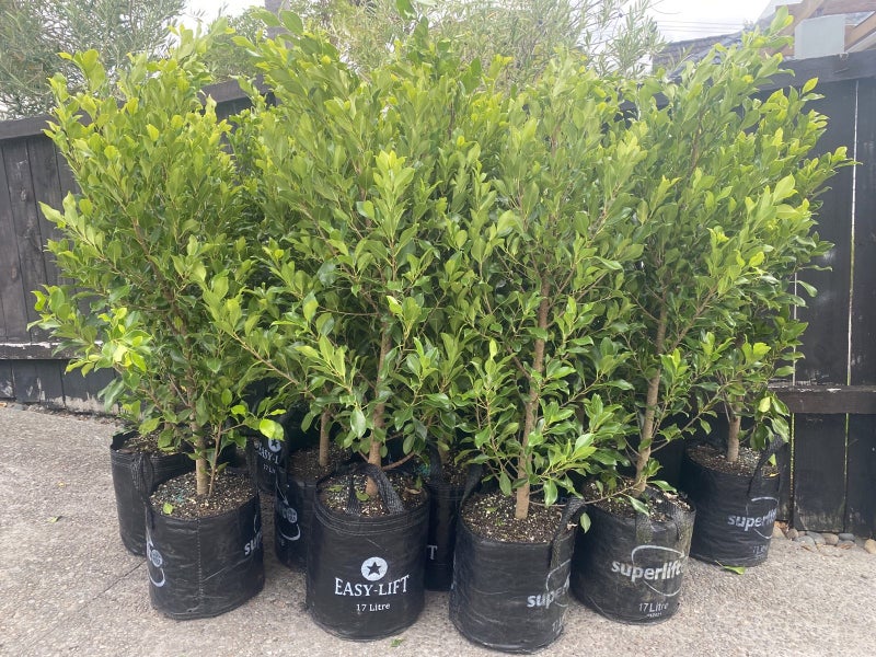 Ficus Tuffy/Tuffi - BUSHY grade ! Carousel 1