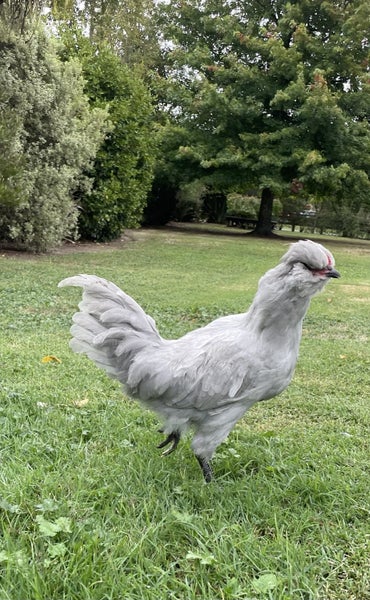 Lavender Aracana Cockerel 16 weeks old Carousel 1