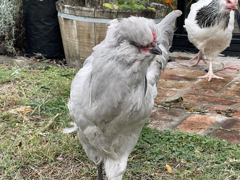 Lavender Aracana Cockerel 16 weeks old Carousel 2