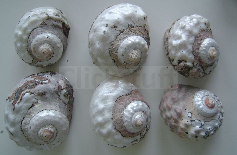 Decorative Shells x 6 Turbo Sarmaticus (B) Carousel 1