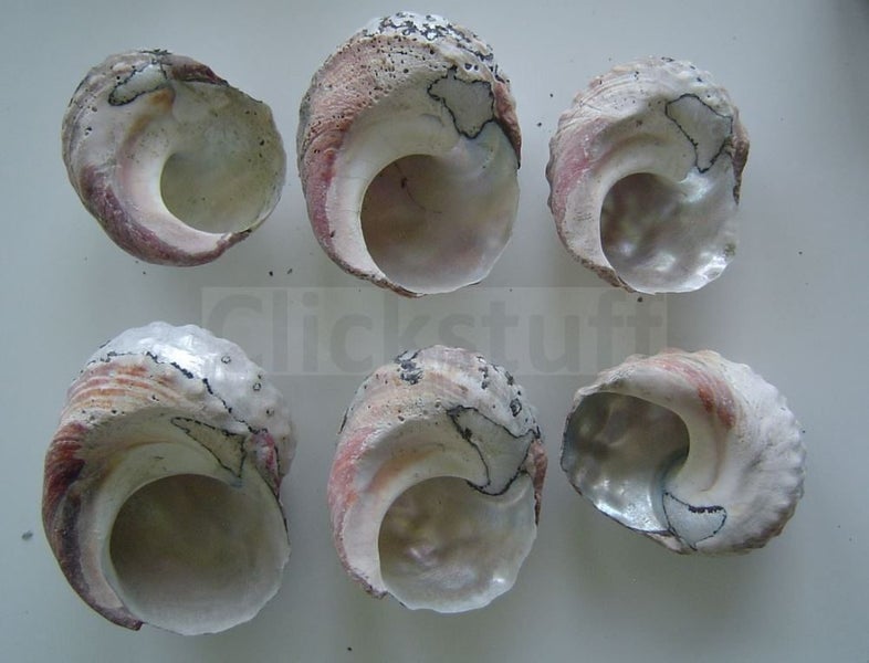 Decorative Shells x 6 Turbo Sarmaticus (B) Carousel 2